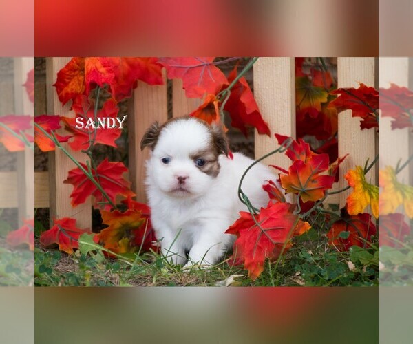 Medium Photo #6 Shih Tzu Puppy For Sale in CLARE, MI, USA