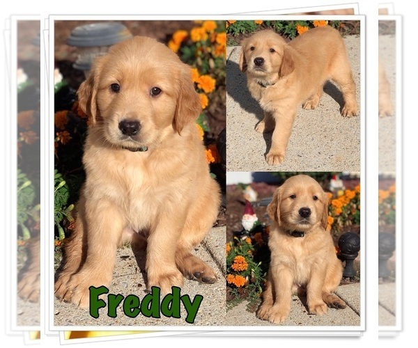 Medium Photo #1 Golden Retriever Puppy For Sale in MARIETTA, GA, USA