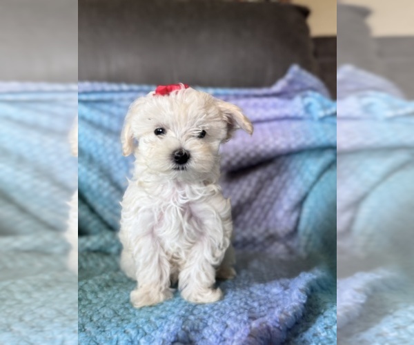 Medium Photo #9 Maltese Puppy For Sale in SEAGROVE, NC, USA
