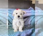 Small #8 Maltese