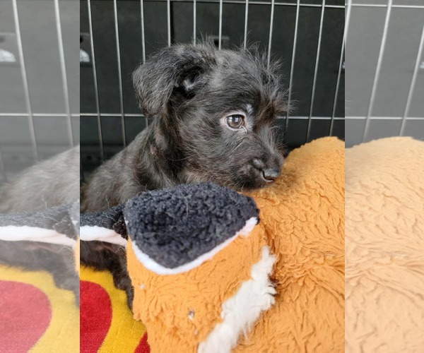 Medium Photo #5 Chihuahua-Unknown Mix Puppy For Sale in Valrico, FL, USA