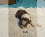Puppy Puppy 2 Miniature American Shepherd