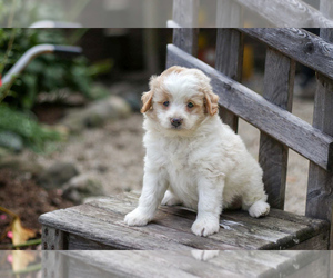 Pom-A-Poo Puppy for sale in BREMEN, IN, USA