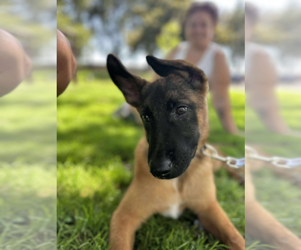 Medium Photo #4 Mutt Puppy For Sale in Imlay City, MI, USA
