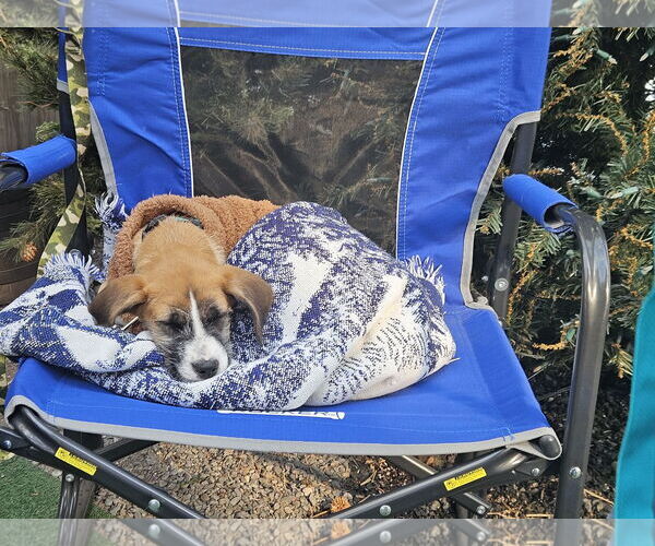 Medium Photo #2 Mutt Puppy For Sale in Woodbury, NY, USA