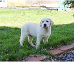 Small #9 Labrador Retriever