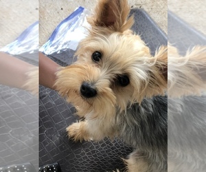 Yorkshire Terrier Puppy for sale in EASLEY, SC, USA