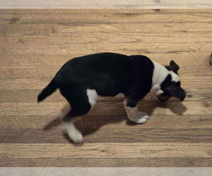 Sally - Female Mutt Dog for Adoption - Photo #3