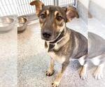 Small #1 German Shepherd Dog