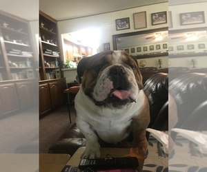 Father of the Bulldog puppies born on 09/10/2019