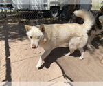 Small Photo #4 Siberian Husky Puppy For Sale in Cedar Crest, NM, USA