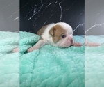 Small Photo #69 Boston Terrier Puppy For Sale in TULARE, CA, USA