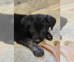 Small Golden Shepherd