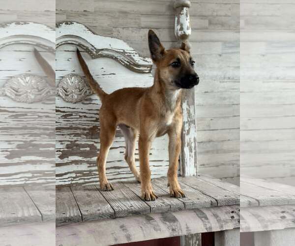 Medium Photo #4 Mutt Puppy For Sale in PIPE CREEK, TX, USA