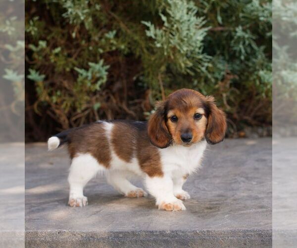 Medium Photo #2 Dachshund Puppy For Sale in HONEY BROOK, PA, USA