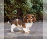 Small #1 Dachshund