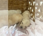 Small #1 Golden Retriever