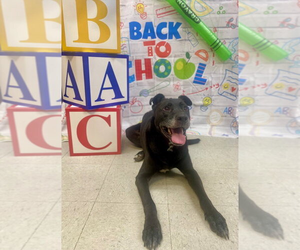 Medium Photo #1 Labrador Retriever-Unknown Mix Puppy For Sale in Bryant, AR, USA