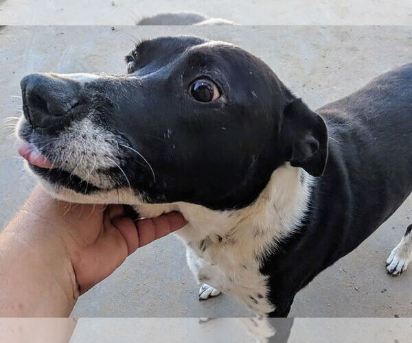 Medium Photo #2 Labrador Retriever-Unknown Mix Puppy For Sale in Pena Blanca, NM, USA