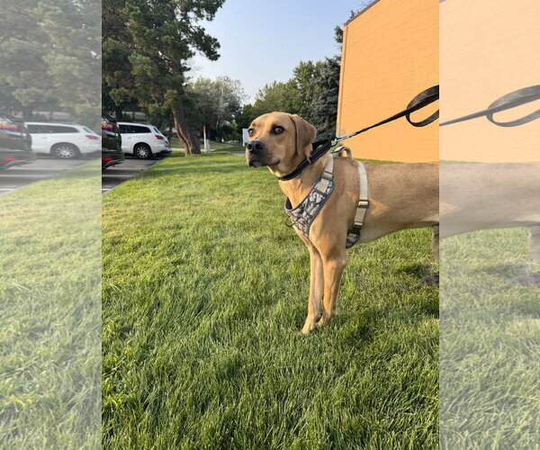 Medium Photo #2 Rhodesian Ridgeback-Unknown Mix Puppy For Sale in Brooklyn Center, MN, USA