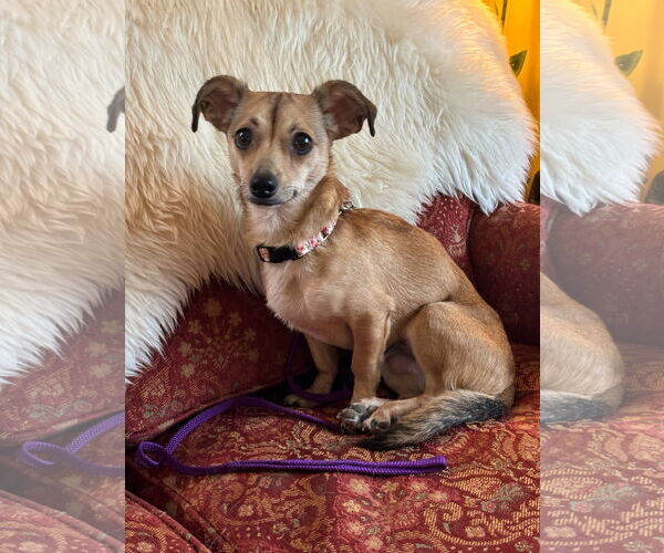 Medium Photo #14 Chihuahua Puppy For Sale in Sandy, UT, USA