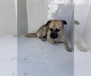 Chug Dogs for adoption in Houston, TX, USA