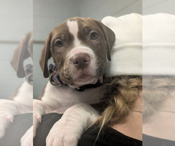 Medium Photo #1 Mutt Puppy For Sale in Muskegon, MI, USA