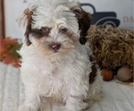Small Photo #97 ShihPoo Puppy For Sale in GOSHEN, IN, USA