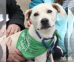 Small #2 Labrador Retriever Mix