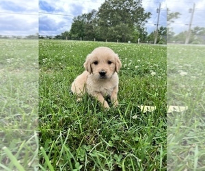 Golden Retriever Puppy for Sale in TRENTON, Georgia USA