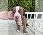 Puppy Lilly American Bully