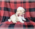 Small #5 Cockapoo (Miniature)