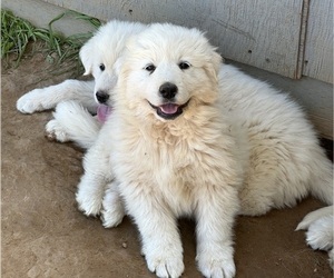 Great Pyrenees Puppy for Sale in WILTON, California USA