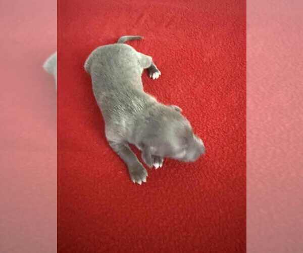 Medium Photo #2 Italian Greyhound Puppy For Sale in FORT LAUDERDALE, FL, USA