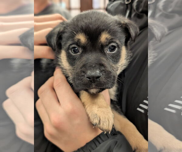 Medium Photo #4 German Shepherd Dog-Unknown Mix Puppy For Sale in Holly Springs, NC, USA