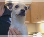 Small Chihuahua