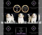 Small Photo #39 Maltipoo Puppy For Sale in WARSAW, IN, USA