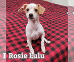 Small #14 Chiweenie