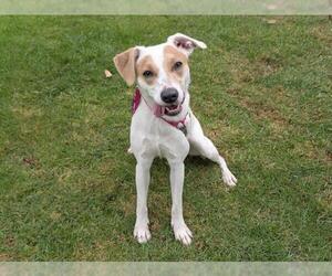 Labrador Retriever-Unknown Mix Dogs for adoption in San Clemente, CA, USA