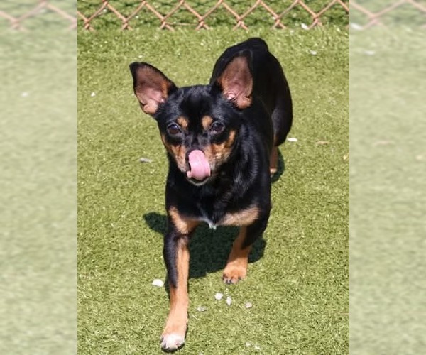 Medium Photo #3 Chihuahua-Unknown Mix Puppy For Sale in Rockaway, NJ, USA