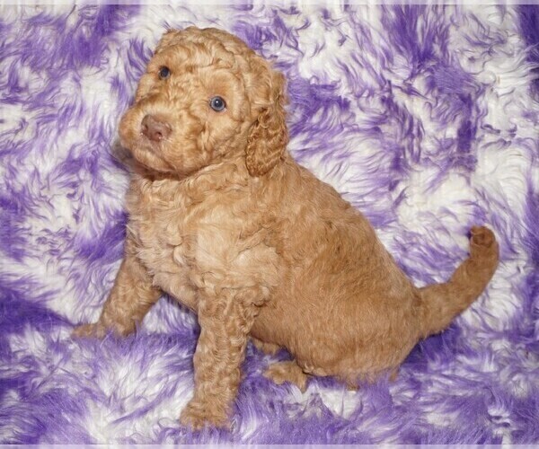 Medium Photo #4 Labradoodle mix (+ Poodle Standard) Puppy For Sale in LA HABRA, CA, USA