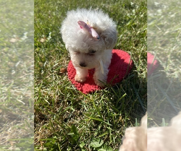 Medium Photo #7 Poodle (Toy) Puppy For Sale in PLAINFIELD, IL, USA