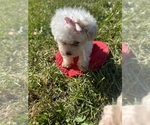 Small #6 Poodle (Toy)
