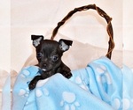 Puppy Gilley Chihuahua