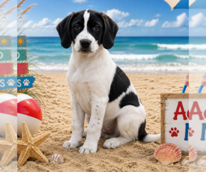 Labrador Retriever Dogs for adoption in Yardley, PA, USA
