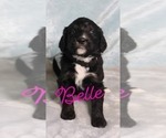 Small Photo #1 Bernedoodle Puppy For Sale in ANDERSON, SC, USA