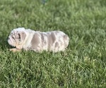 Puppy Kenobi English Bulldog