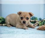 Small Photo #8 Chihuahua Puppy For Sale in FREDERICKTOWN, OH, USA