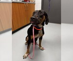 DUG - Male Mutt Dog for Adoption - Small photo