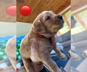 Golden Retriever Puppy for sale in EAST HAMPTON, CT, USA